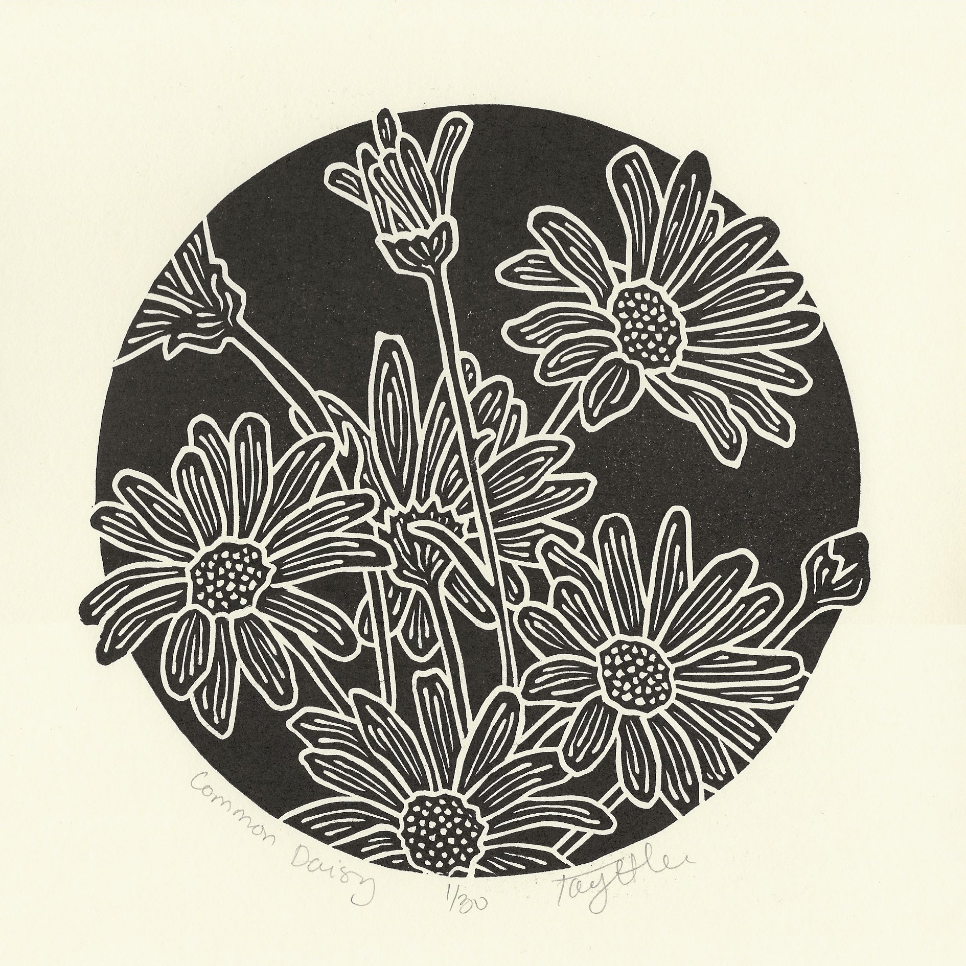 Common Daisy