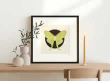 Load image into Gallery viewer, Luna Moth
