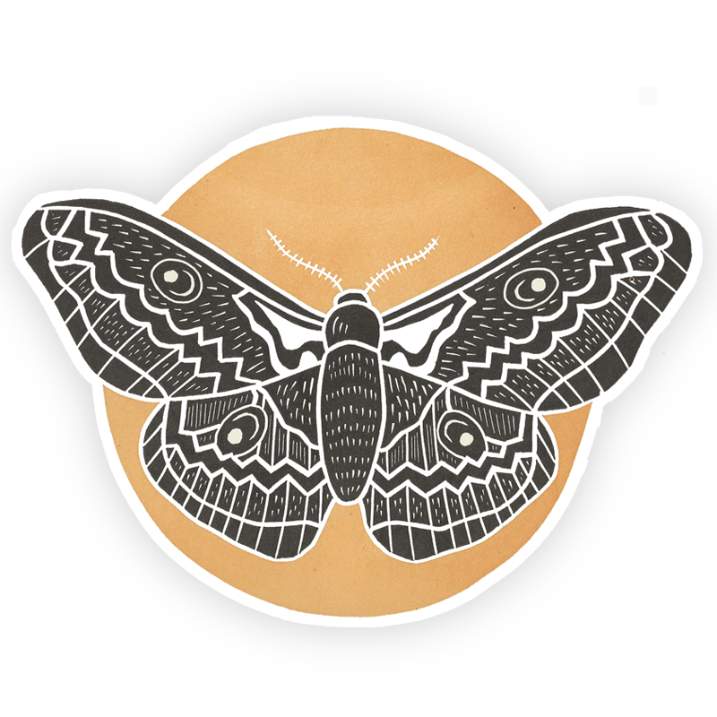 Polyphemus Moth stock vector Illustration of wings  213873880